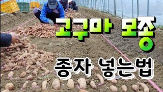 고구마모종은 어떻게 만들어 지나  " 2탄"  튼튼한 모종 만들기How do you make sweet po…