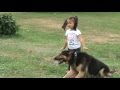 GERMAN SHEPHERD PROTECTING 4 YEAR OLD.
