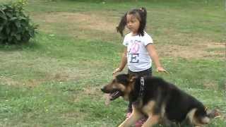 GERMAN SHEPHERD PROTECTING 4 YEAR OLD LITTLE GIRL FROM BAD GUY