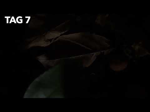 7 Tage später! Terrarium mit Asseln