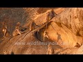 Baby Langur Monkeys Use Mother S Tail As A Swing Cutest Sight Ever