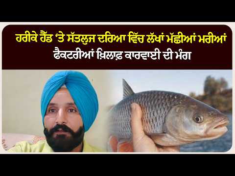 ਹਰੀਕੇ ਹੈੱਡ ‘ਤੇ ਸੱਤਲੁਜ ਦਰਿਆ ਵਿੱਚ ਲੱਖਾਂ ਮੱਛੀਆਂ ਮ* ਰੀਆਂ, ਫੈਕਟਰੀਆਂ ਖ਼ਿਲਾਫ਼ ਕਾਰਵਾਈ ਦੀ ਮੰਗ