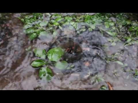 Kashiwa Daisuke - A Rainy Morning (Epilogue) [ The Garden of Words OST ]