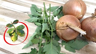 Use Tomato Leaves And Onions To Cure And Prevent Black Spots On Roses