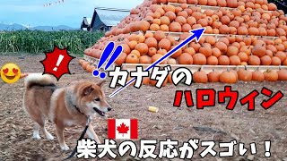【過去回】海外で大人気! 柴犬を連れて再びカナダの観光地へ！チリワックへの旅ハロウィン編