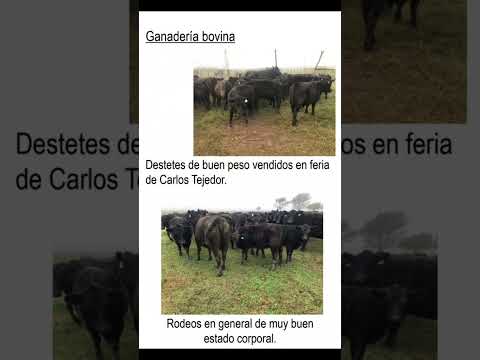 Reporte Agropecuario Carlos Tejedor 2026