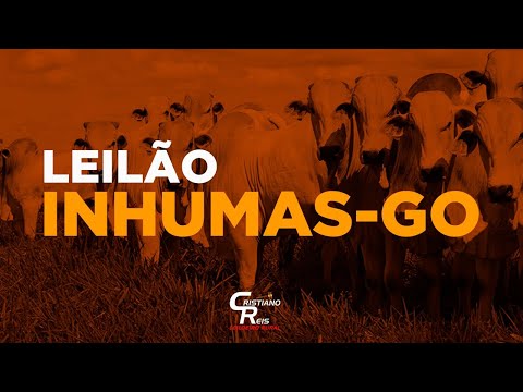 VALE DO BOI | INHUMAS-GO  25/08/2026 | LEILÃO DE GADO AO VIVO