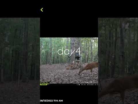 Does The Boss Buck Feeder Work Or Spook Deer?