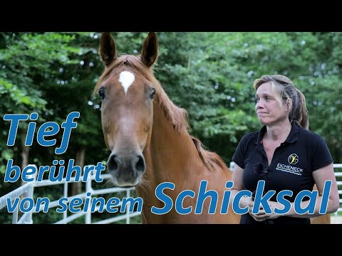 Tief berührt vom Schicksal dieses Pferdes - Pferdetrainerin hätte ihn am liebsten da behalten