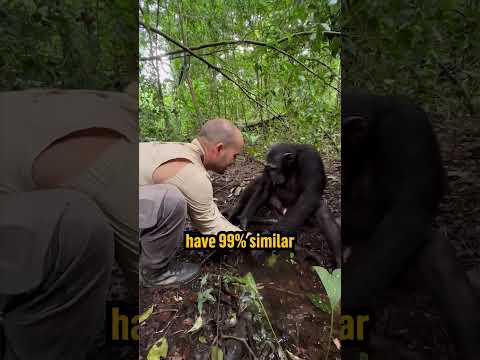 Chimpanzee and Human FRIENDSHIP! 🐵🥰