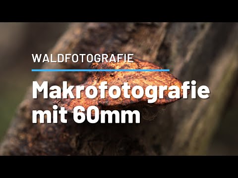 MAKROFOTOGRAFIE mit 60mm | KLEINE MOTIVE ganz groß abgebildet