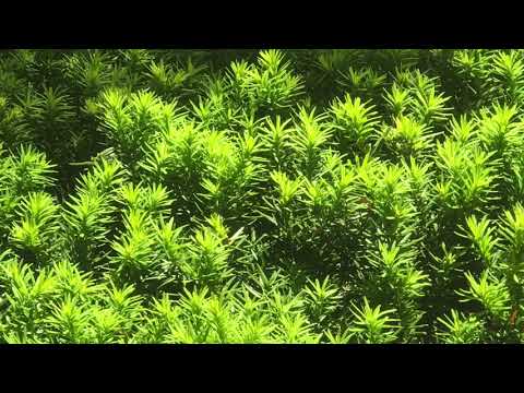 Shrewsbury Commons @Boston