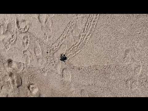 Baby Turtle's First Steps