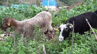 Cute little animals, Cows, dogs, Colorful sheep houses, Sheep, Ducks, My goat kid, Embek