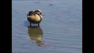 On the wings of a silverbird