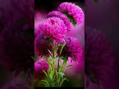 This is Song is my favourite  for Canselling    i added  on 21 March 2022