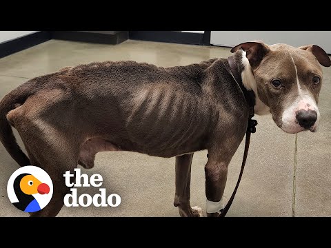 Dünner Pitbull verwandelt sich mit der Hilfe eines kleinen Mädchens | The Dodo