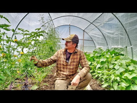 GRĂDINĂ DE LEGUME LA MUNTE 2021