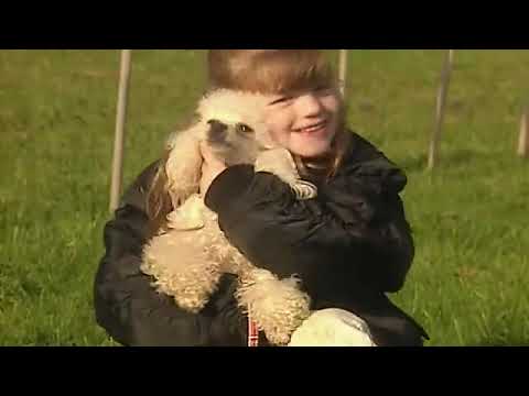 Teletubbies: Me narrating Rebecca's Dogs TV Event