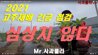 [고추재배]생육 부진.세균성 점무늬병 대 발생 우려된다.생육대책과 곁순제거 및 관주