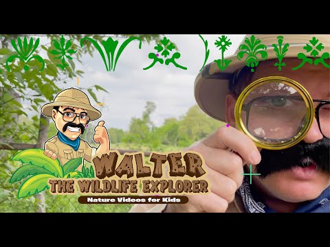 Walter Sees a Deer Fight! - Nature Videos for Kids
