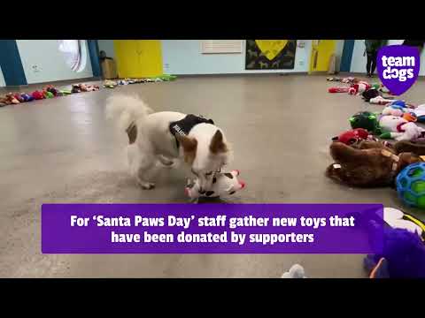 Dogs Trust residents pick out Christmas presents