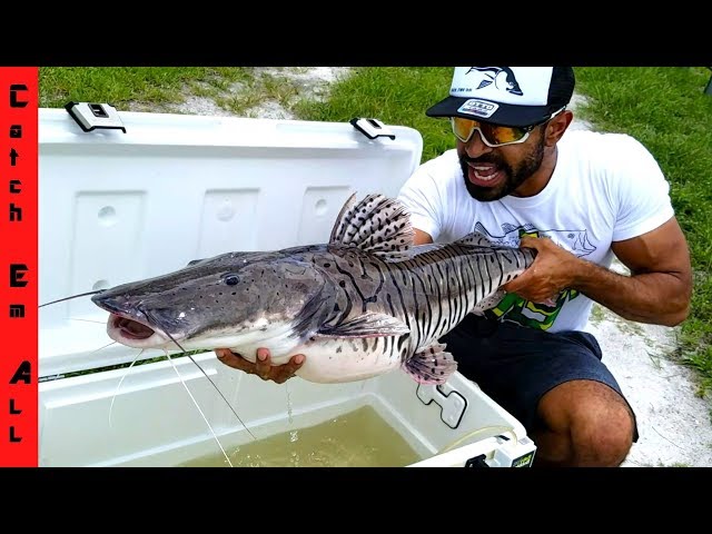 RARE GIANT TIGER FISH CAUGHT in CITY!