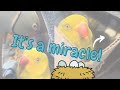 Tink And Beaker S Rainbow Baby