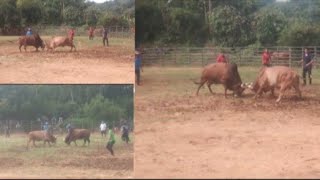 Tso nyuj sib nraus 27 ตุลาคม ค.ศ. 2024