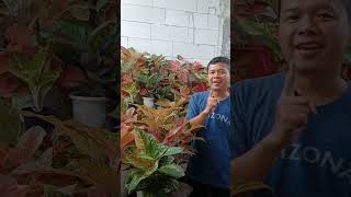 Download lagu Tips for Aglaonema to grow well, jumbo and regularly reproduce #aglaonema mp3