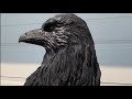 Spirit Of the Ravens - Chainsaw Carving - Wood Carving two ravens