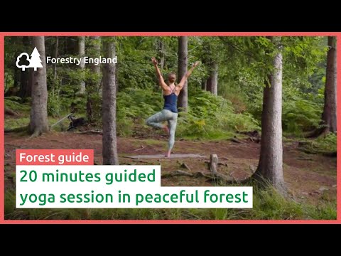 Forest yoga: 20 minute guided class in peaceful forest