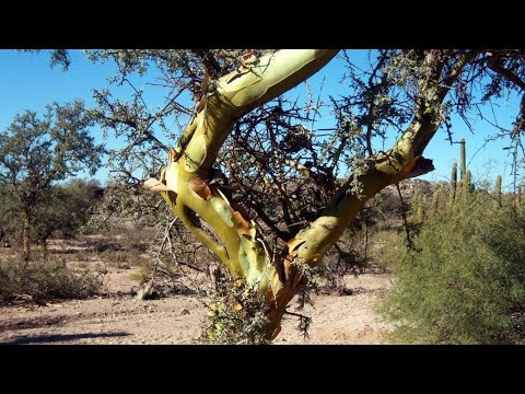 The Chañar: the tree with multiple benefits that captivates with its unique characteristics