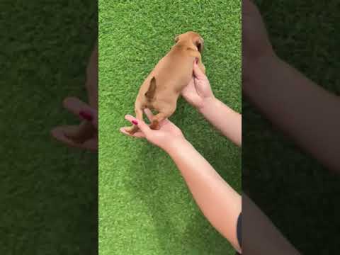 Miniature Pinscher puppy for sale