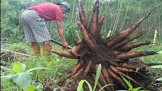 Download lagu panen singkong hibrida madu. ( BIBIT SINGKONG MASA DEPAN DI INDONESIA 🇮🇩 mp3