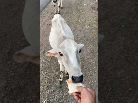 खूबसूरत जर्सी गाय 🐄✨ | Jersey Cow Viral Video #gay #cow #cowvideos #shorts