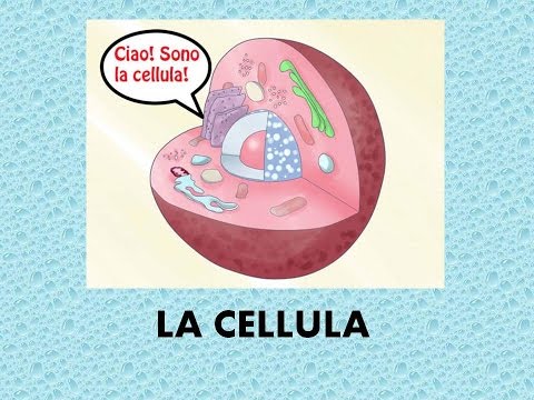 La cellula - panoramica generale