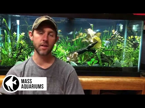 Species Special: Dwarf Lily (Nymphaea Stellata) Great beginner plant.