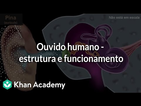 Human ear - structure and function