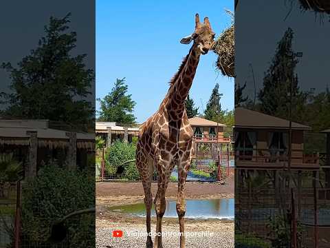 Parque Safari Rancagua, Safari herbívoros, región del libertador Bernardo Ohiggins📍🇨🇱