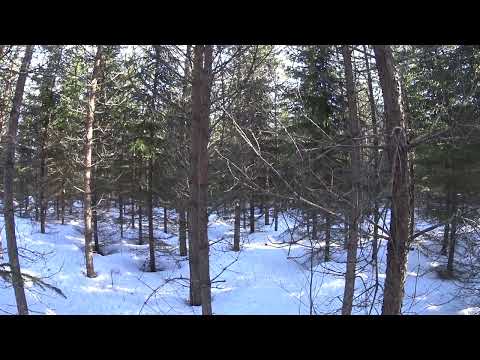 Metsolan Metsäkoulu 255 - Mikä meni pieleen taimikonhoidossa ja miksi?