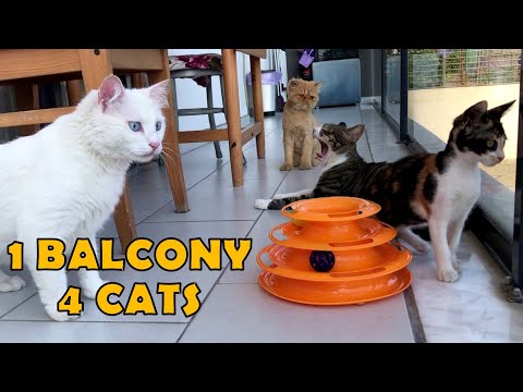 Friendship of Persian cat, Calico cat, Angora cat and Tabby cat.