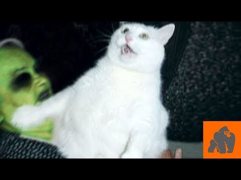 Funny Cats Scared of Masks - Part 1