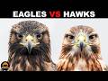 What Is The Difference Between Eagles And Hawks