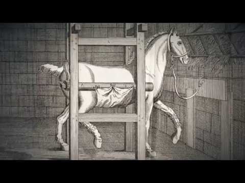 Vetmeduni Vienna: 250 Jahre Verantwortung für Tier und Mensch