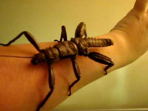 Giant insect really cool- BIGGEST BUG EVER!!