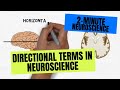 2-Minute Neuroscience: Directional Terms in Neuroscience