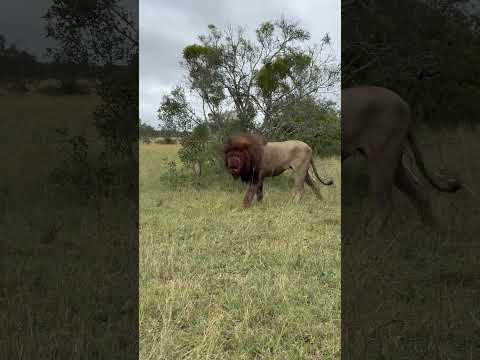 Shocking Lion After Intense Battle