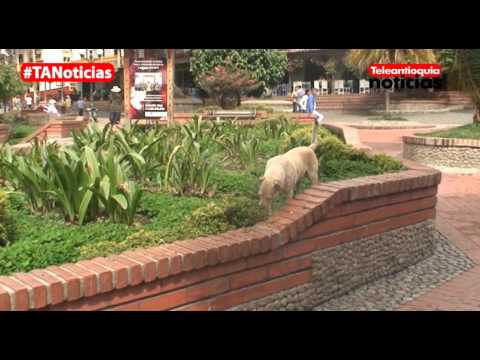 Aumento De Perros Callejeros En Jericó Se Ha Convertido En Un Problema| Teleantioquia Noticias