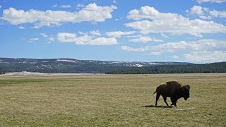 Yellowstone 2017: Buffalo Ghosts